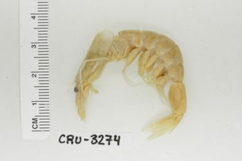 Media type: image;   Invertebrate Zoology CRU-3274 Description: Preserved specimen.;
